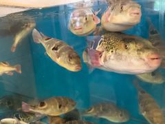 -天正河鲀·河豚亭(大连店)