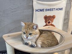 -Heymao猫咖.咖啡厅(东门店)