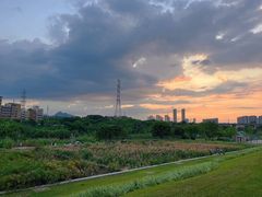 -大亚湾红树林城市湿地公园