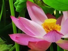 -莲池书院博物馆