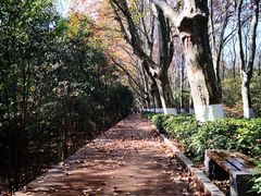 -紫金山山顶公园