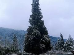 -武陵山森林公园