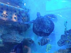 -瑞德姆美人鱼海底演艺主题餐厅(亚龙湾店)