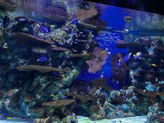 -上海海洋水族馆