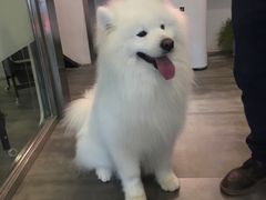 -PETKIT小佩宠物(古北店)