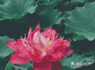 城市逃离计划|千亩荷塘捕捉夏日的清凉