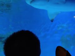 -乌鲁木齐海洋馆