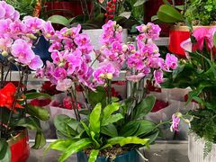-双季花艺园艺市场(浦东店)