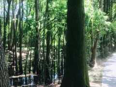 -东湖落雁景区