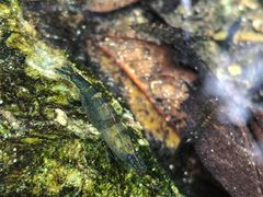 -素山寺森林公园