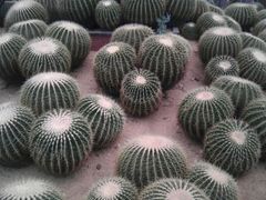 android_upload_pic-石家庄市植物园