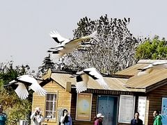 -盐城丹顶鹤湿地生态旅游区