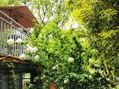 -谷咖啡·鲜花绿植花园餐厅