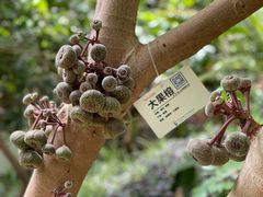 -呀路古热带植物园