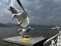 -海埂大坝