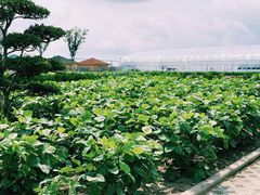 -上海崇明金茂凯悦酒店