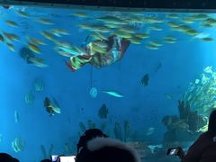-海合安武汉极地海洋公园