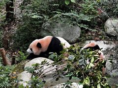 -成都大熊猫繁育研究基地