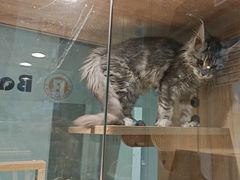 -BABIT巴比特宠物(MOMOPARK店)