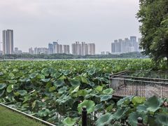 -月湖风景区