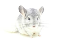 -龙猫仔乐园(惠福东路店)