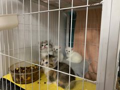 -comecome来吧宠物(奥克斯中心店)