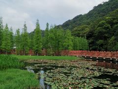 -广州市石门国家森林公园