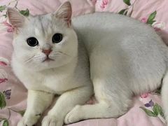 -lincat·猫舍(广州店)