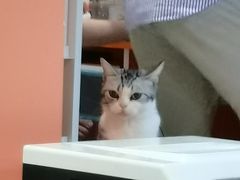 -Bastet sally猫舍购宠(静安店)