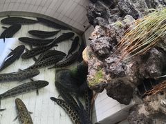 -风情丽江斑鱼火锅(孙家沟西南路80号店)