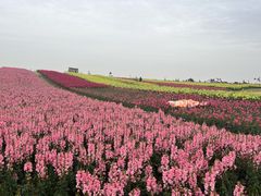 -空港花田景区