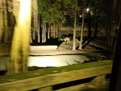 -清迈夜间动物园