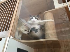 -老吴的猫·猫舍(新区店)