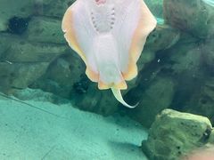 -珠海长隆海洋王国