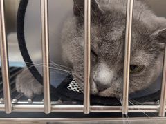 -瑞派康怡24h宠物医院·犬猫医疗中心·微创绝育(瑞景分院)