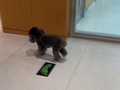 -帕帕拉兹宠物(亚洲旗舰店)