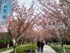 -高东镇樱花园