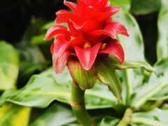 -中国科学院华南植物园