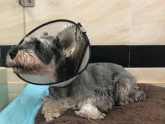 -安安宠医·安宠宠物医院