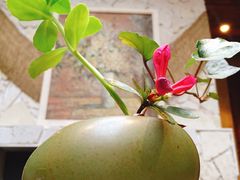 -看见远方·莫干遥远的山民宿