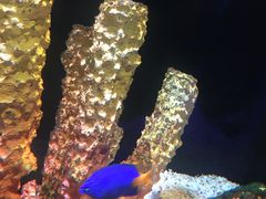 -暹罗海洋世界