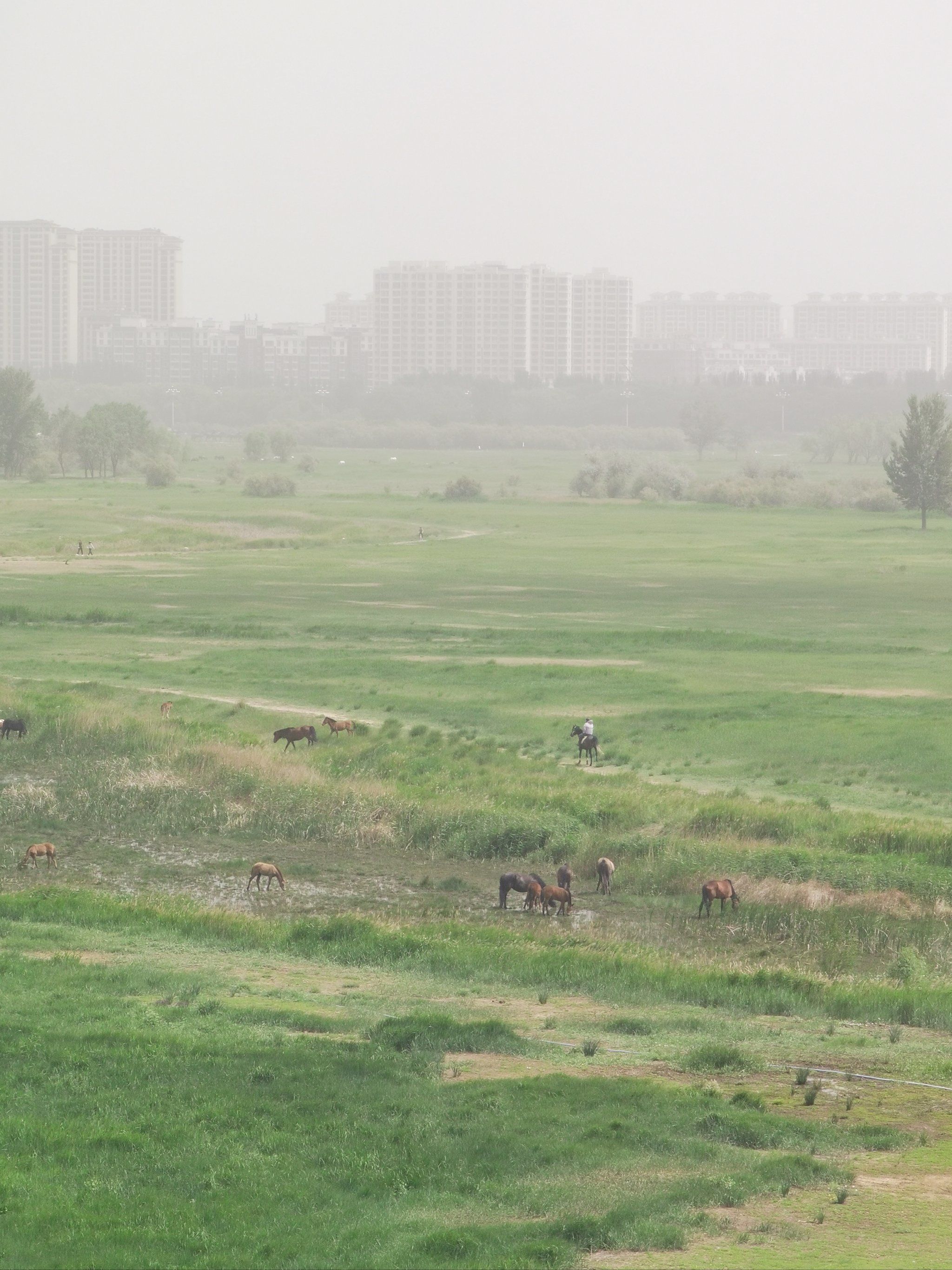 包头 | 赛汗塔拉城中草原