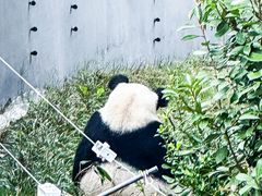 -成都大熊猫繁育研究基地