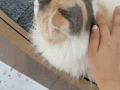 -喵园·猫主题咖啡厅·撸猫·猫咖(国贸店)