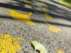 -黄海国家森林公园