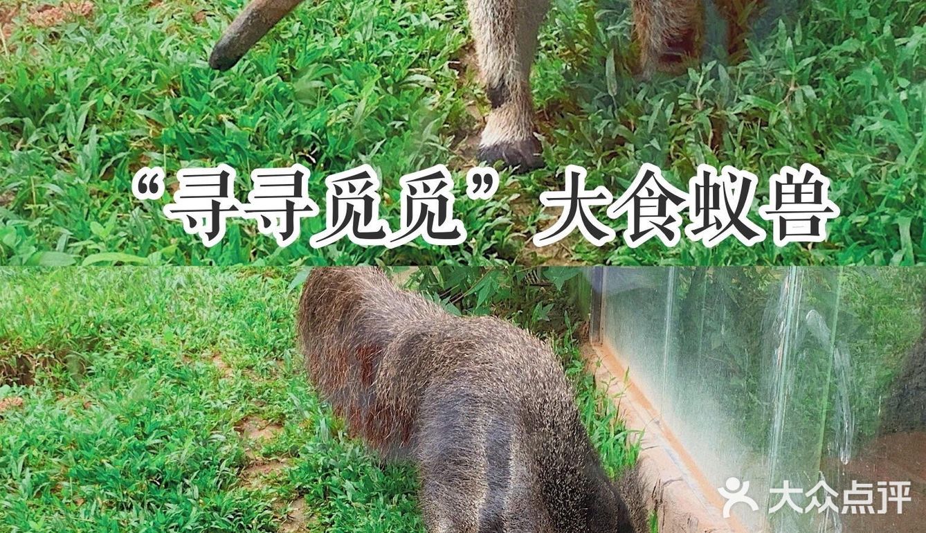 深圳|假日出游·野生动物园里的憨憨们在等你👋🏻