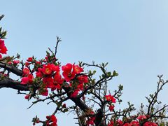 -石家庄市植物园