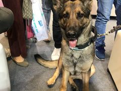 -东浩兰生上海世博展览馆