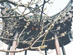 -香雪海