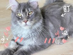 -十年猫舍·猫咪专门店(普陀店)
